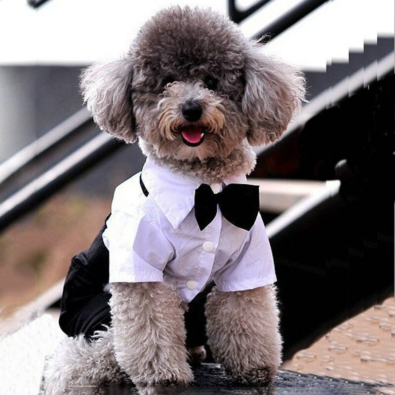 panDaDa  New Western Style Men's Suit & Bow Tie Clothes for Small Pet Dogs Clothes Puppy Apparel Jumpsuit